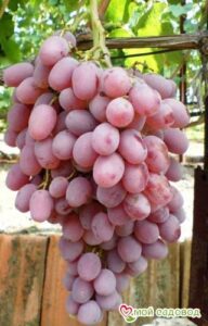 Виноград Тайфи розовый в Ахтубинске