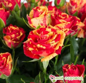 розы спрей Файер Флеш в Ахтубинске