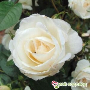 Роза Спрей белый в Ахтубинске