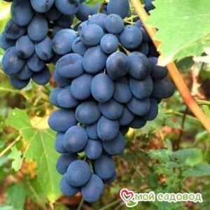 Ароматный и сладкий виноград “Августа” в Ахтубинске