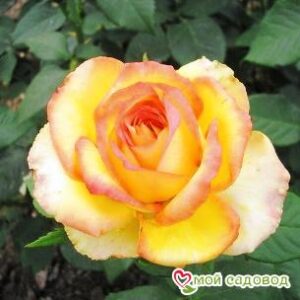 Роза Восходящее Солнце в Ахтубинске