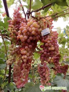 Виноград Лучистый в Ахтубинске
