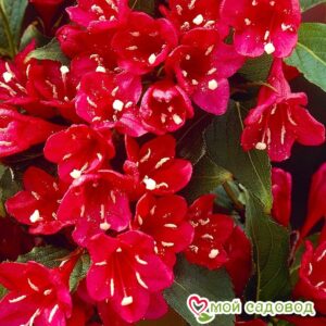 Вейгела цветущая “Ред Принц” в Ахтубинске