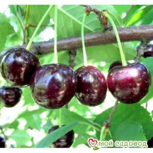 Саженцы вишни – Чудо-вишня в Ахтубинске