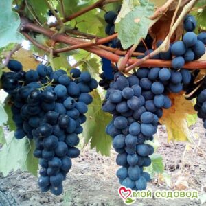 Виноград Молдова в Ахтубинске