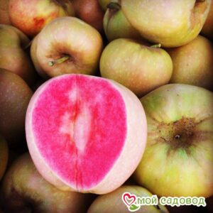Яблоня Розовый жемчуг в Ахтубинске