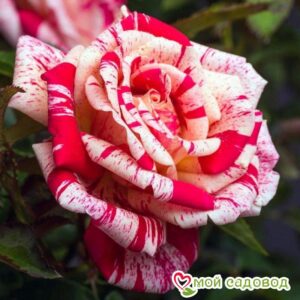 Роза чайно-гибридная Папагено в Ахтубинске