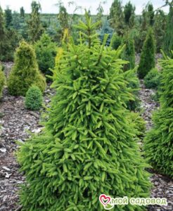 Ель обыкновенная (Picea abies) в Ахтубинске