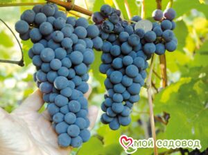 Виноград Амурский синий в Ахтубинске