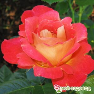 Роза Декор Арлекин в Ахтубинске