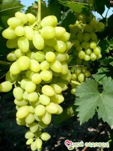 Виноград Осенний крупноплодный в Ахтубинске