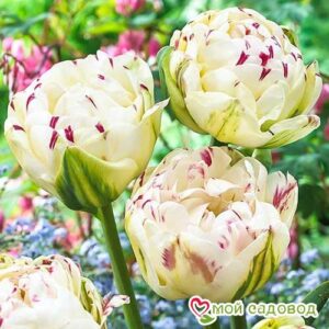 Тюльпан махровый Дэнс Лайн в Ахтубинске