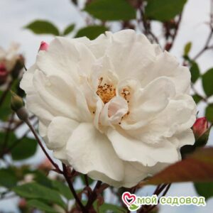 Роза Белый каскад в Ахтубинске