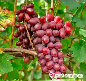 Виноград Виктория винная в Ахтубинске